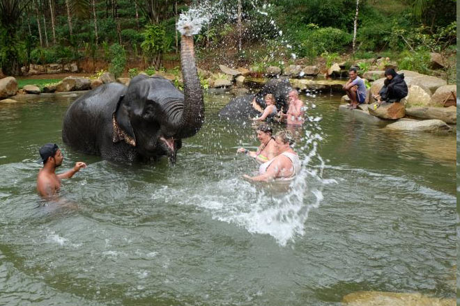 Elephant Care Tour
