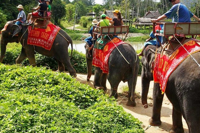 Phuket Sightseeing & Elephant Safari Tour