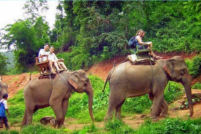 Elephant Trekking