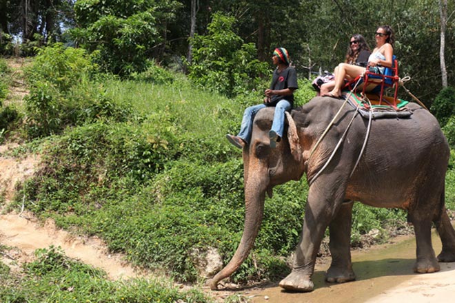 Elephant Trekking