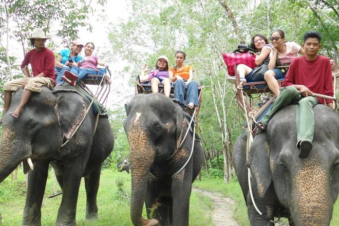 Elephant Trekking