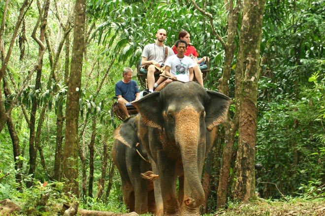 Elephant Trekking