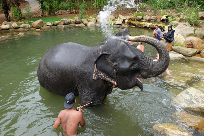 Elephant Care Tour